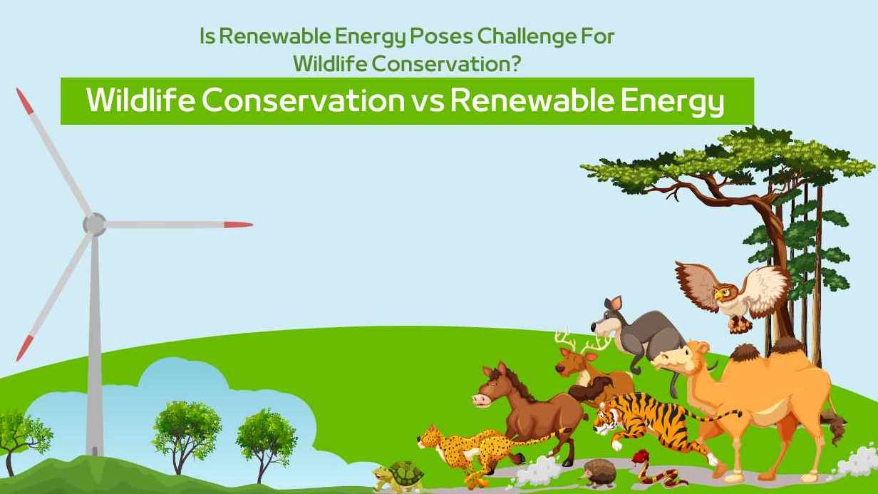 Balancing Renewable Energy and Wildlife Conservation