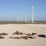 The Impact of Wind Energy on the Environment